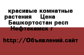 красивые комнатные растения  › Цена ­ 1 000 - Башкортостан респ., Нефтекамск г.  »    